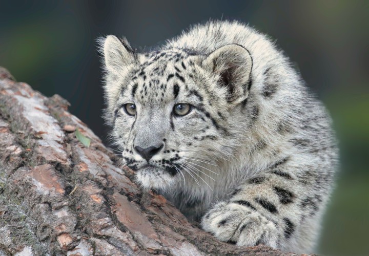 International Snow Leopard Day: where can you see them in the UK?