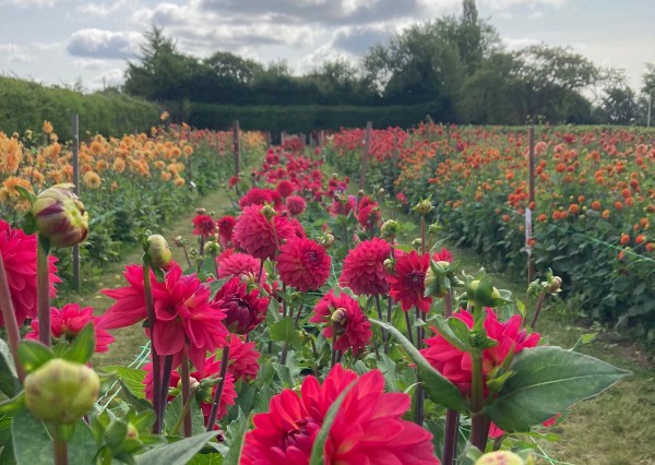 Pick your own dahlias, Bromsgrove