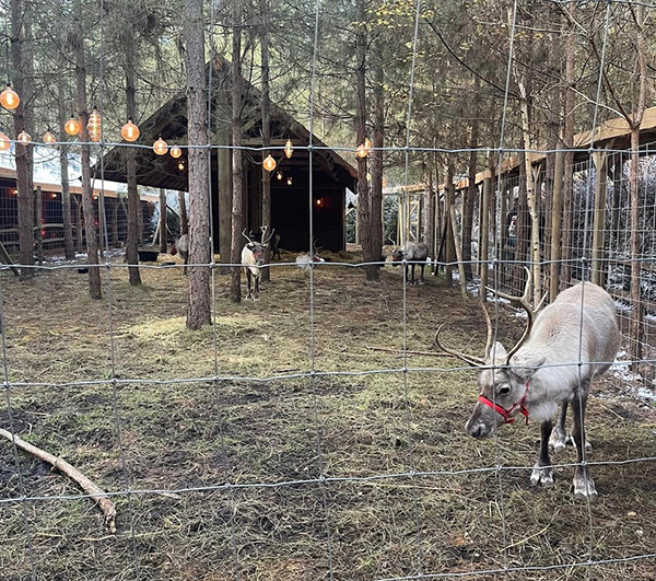 Reindeers at Lapland UK