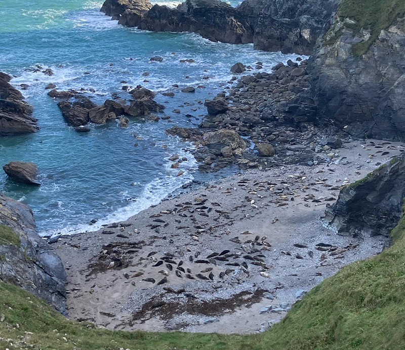 Seals at Godrevy Point